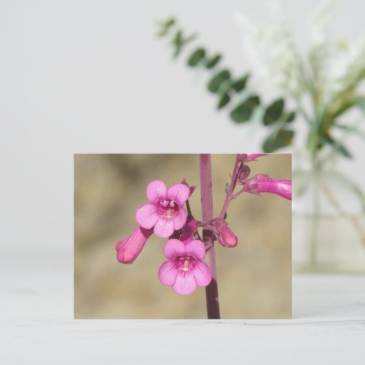 Carte Postale Parry's Penstemon (Debout devant)