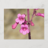 Carte Postale Parry's Penstemon (Devant)