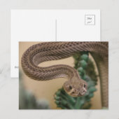 Carte Postale Pars, Yea ! (Devant / Derrière)