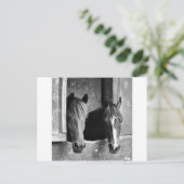 Carte Postale Partenaires stables (Debout devant)