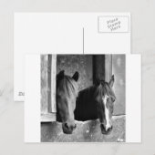 Carte Postale Partenaires stables (Devant / Derrière)