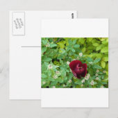 Carte Postale parterre de fleurs au printemps (Devant / Derrière)