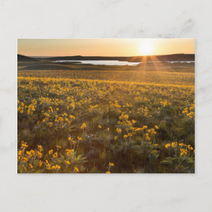 Carte Postale Parterre de fleurs sauvages de Balsamroot à feuill