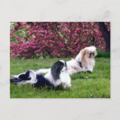 Carte Postale Parti-color Pekingese Dogs (Devant)