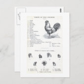 Carte Postale Parties du poulet (Devant / Derrière)