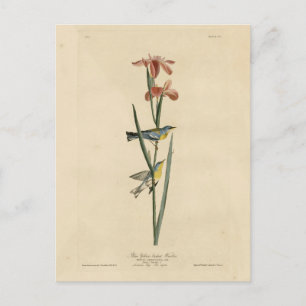 Carte Postale Parula du nord des oiseaux d'Amérique d'Audubon