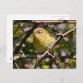 Carte postale Paruline (Devant / Derrière)