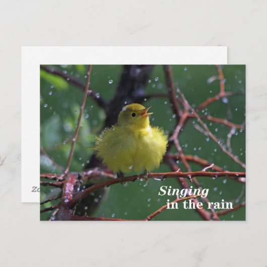 Carte Postale Paruline (Devant / Derrière)