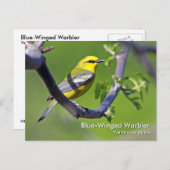 Carte postale Paruline à ailes bleues (Devant / Derrière)