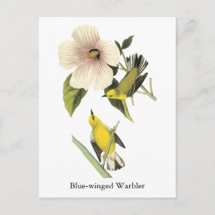 Carte Postale Paruline à ailes bleues John Audubon