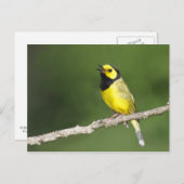 Carte Postale Paruline à capuchon (Devant / Derrière)