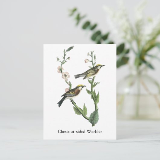 Carte Postale Paruline à châtaignes, John Audubon (Debout devant)