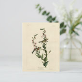 Carte Postale Paruline à châtaignes, Oiseaux d'Amérique d'Audubo (Debout devant)