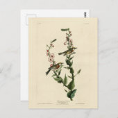 Carte Postale Paruline à châtaignes, Oiseaux d'Amérique d'Audubo (Devant / Derrière)