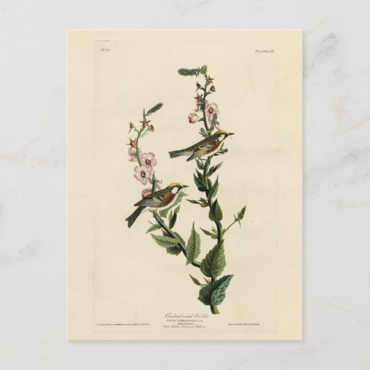 Carte Postale Paruline à châtaignes, Oiseaux d'Amérique d'Audubo (Devant)