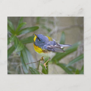 Carte Postale Paruline à collier (Parula americana)