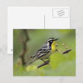 Carte Postale Paruline à gorge jaune mâle, Dendroica (Devant / Derrière)