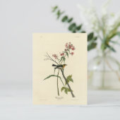 Carte Postale Paruline à gorge orangée - Les Oiseaux d'Amérique  (Debout devant)