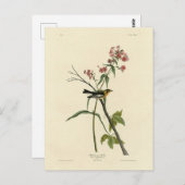 Carte Postale Paruline à gorge orangée - Les Oiseaux d'Amérique  (Devant / Derrière)