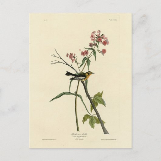 Carte Postale Paruline à gorge orangée - Les Oiseaux d'Amérique  (Devant)