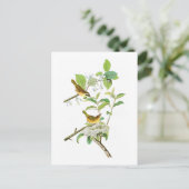 Carte Postale Paruline à poitrine jaune John Audubon Birds Améri (Debout devant)