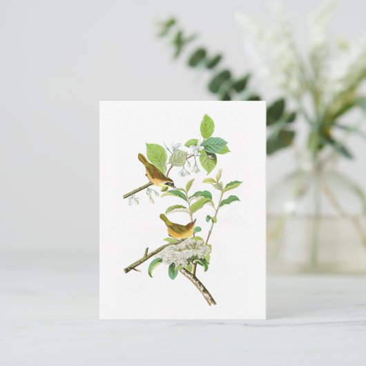 Carte Postale Paruline à poitrine jaune John Audubon Birds Améri (Debout devant)