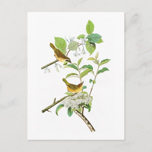 Carte Postale Paruline à poitrine jaune John Audubon Birds Améri (Devant)