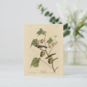 Carte Postale Paruline à poitrine large - Audubon's Birds of Ame (Debout devant)