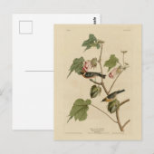 Carte Postale Paruline à poitrine large - Audubon's Birds of Ame (Devant / Derrière)