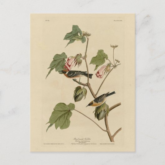 Carte Postale Paruline à poitrine large - Audubon's Birds of Ame (Devant)