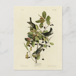 Carte Postale Paruline à polle noire des oiseaux d'Amérique d'Au