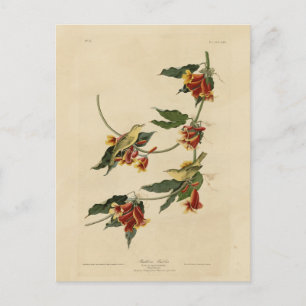 Carte Postale Paruline à rathbone (jaune) Audubon Birds of Ameri