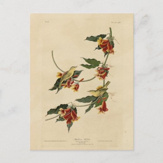 Carte Postale Paruline à rathbone (jaune) Audubon Birds of Ameri (Devant)