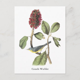 Carte Postale Paruline Audubon Canada