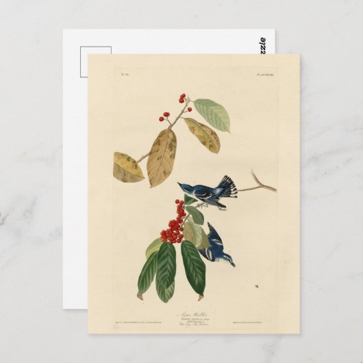 Carte Postale Paruline azurée (Cerulean), Audubon Birds of Ameri (Devant / Derrière)