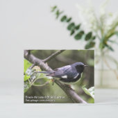 Carte Postale Paruline bleue à gorge noire (Debout devant)