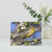 Carte Postale Paruline de palme (Debout devant)