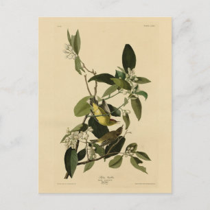 Carte Postale Paruline de palme d'Audubon's Birds of America