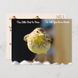 Carte Postale Paruline de palme - Oiseau de Jardin Nouvelle cart