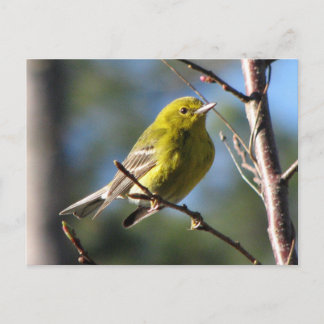 Carte Postale Paruline de pin en cerise