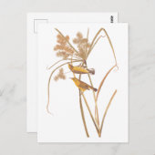 Carte Postale Paruline des Prairies Audubon Oiseau jaune (Devant / Derrière)