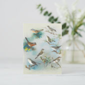 Carte Postale Paruline et Wrens, (Debout devant)