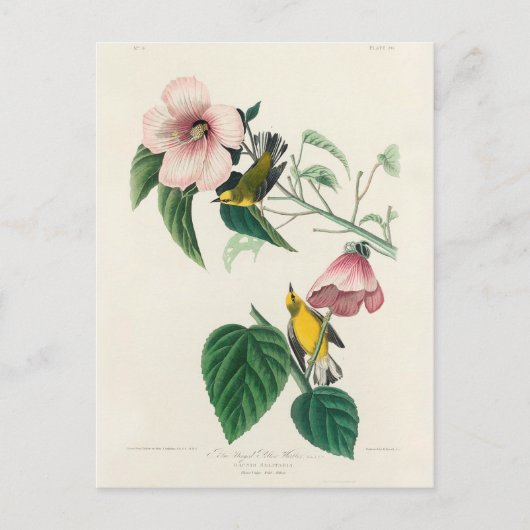 Carte Postale Paruline jaune à ailes bleues de Birds of America (Devant)