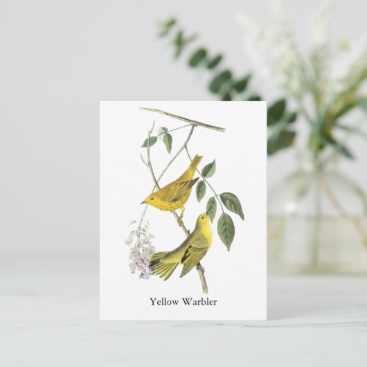 Carte Postale Paruline jaune, John Audubon (Debout devant)