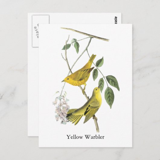 Carte Postale Paruline jaune, John Audubon (Devant / Derrière)