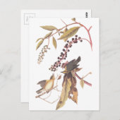Carte Postale Paruline mangeuse de ver d'Audubon (Devant / Derrière)