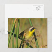 Carte Postale Paruline masquée (Devant / Derrière)