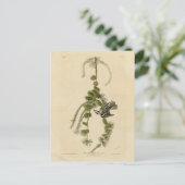 Carte Postale Paruline noir et blanc - Les Oiseaux d'Amérique d' (Debout devant)