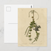 Carte Postale Paruline noir et blanc - Les Oiseaux d'Amérique d' (Devant / Derrière)