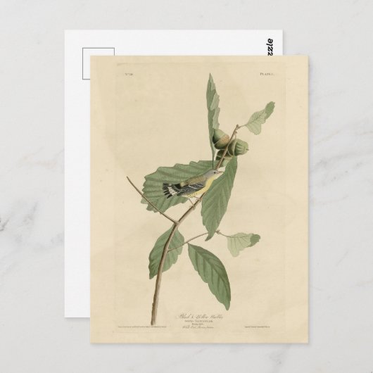Carte Postale Paruline noire et jaune, Audubon's Birds of Americ (Devant / Derrière)